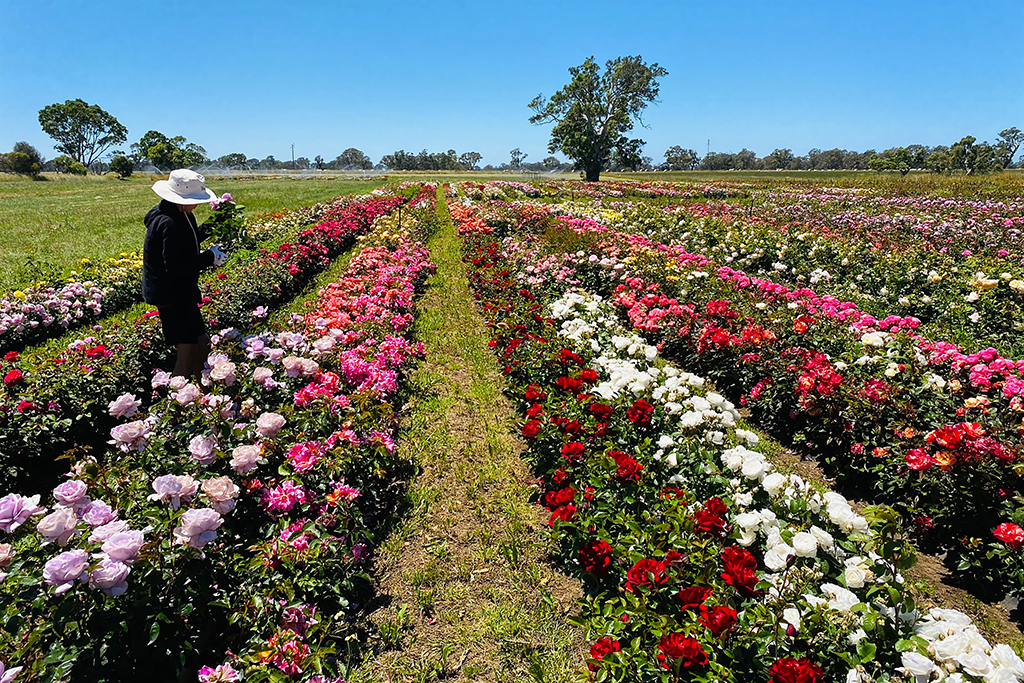 potted roses