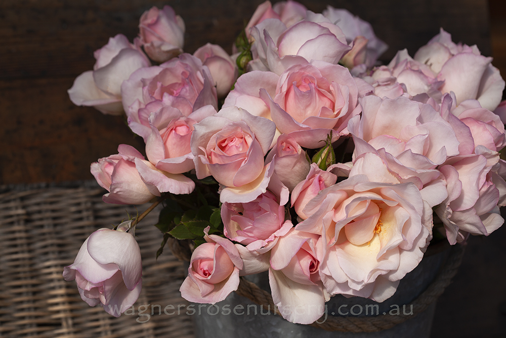 Jessica's Rose