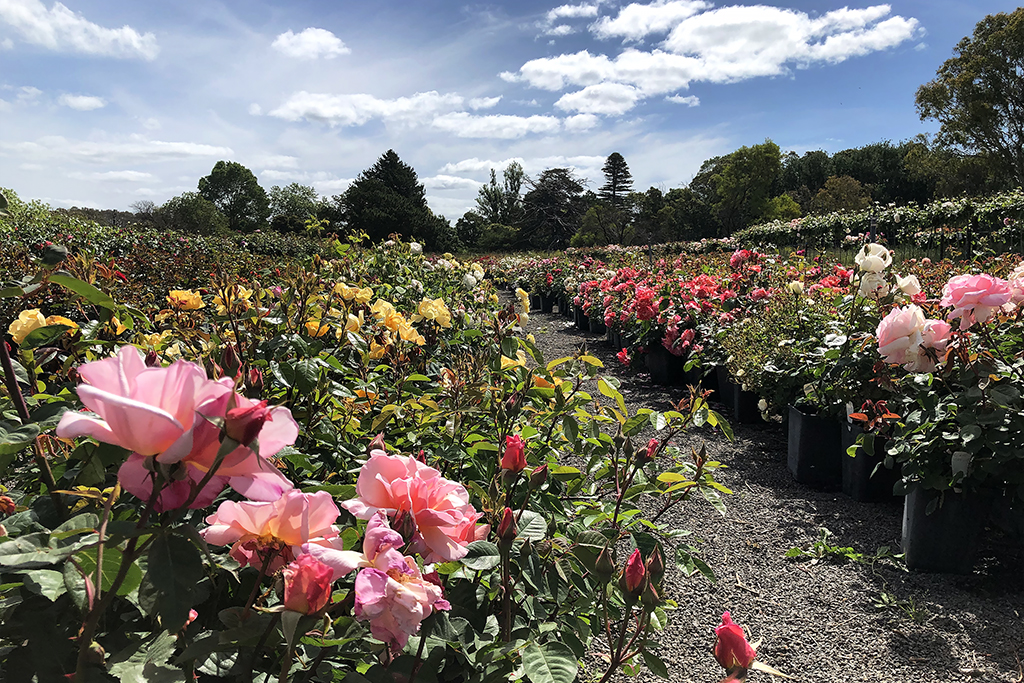 Potted Rose Collection