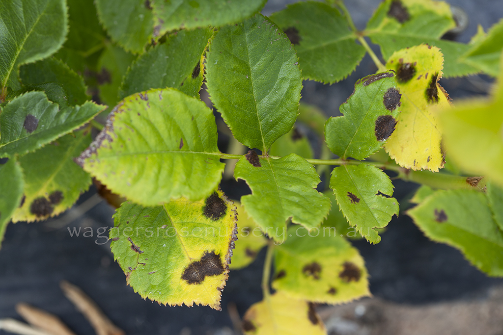 Grading plants