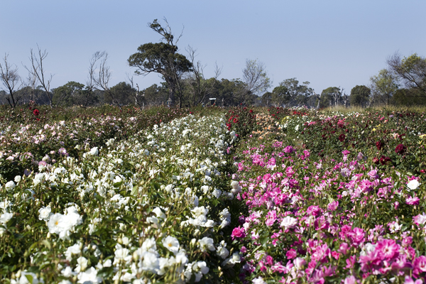 Rose plants in field