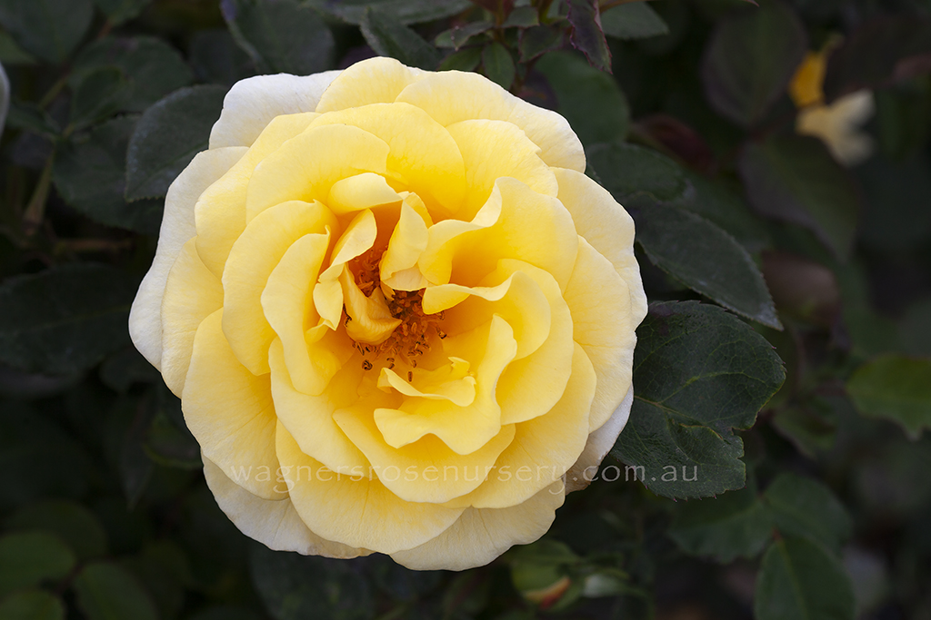 Lady of Australia rose