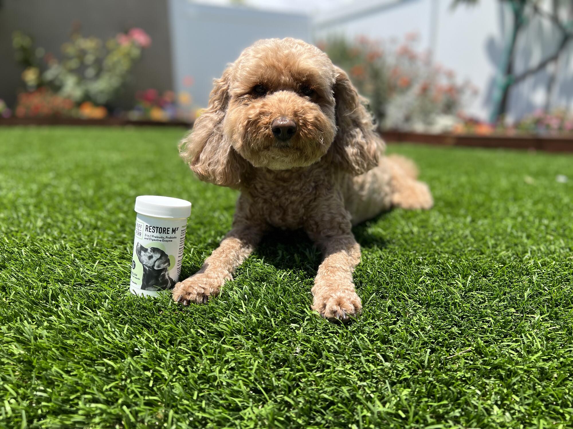 Medium sized Golden Doodle dog on astroturf lawn with bottle of Restore M3®