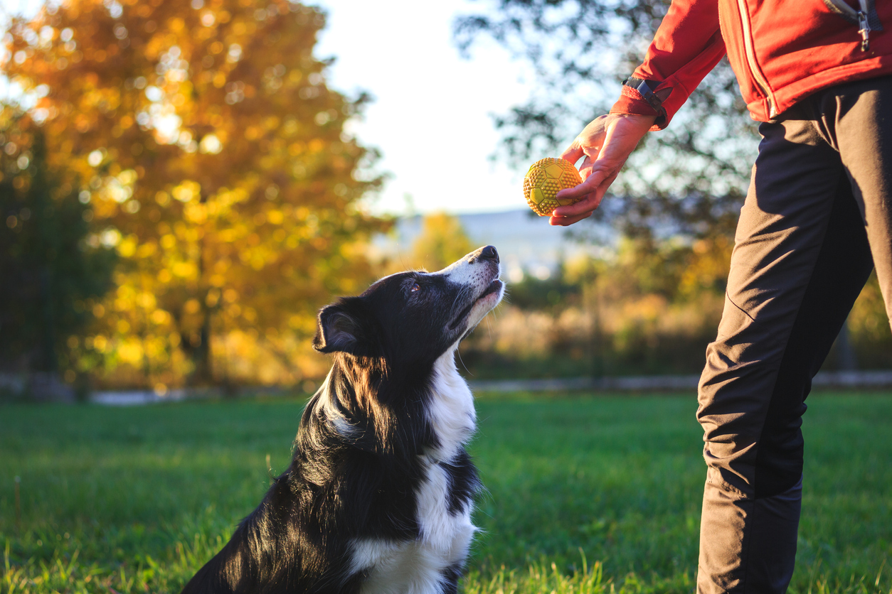 Image of a man playing ball with his Border Collie dog.