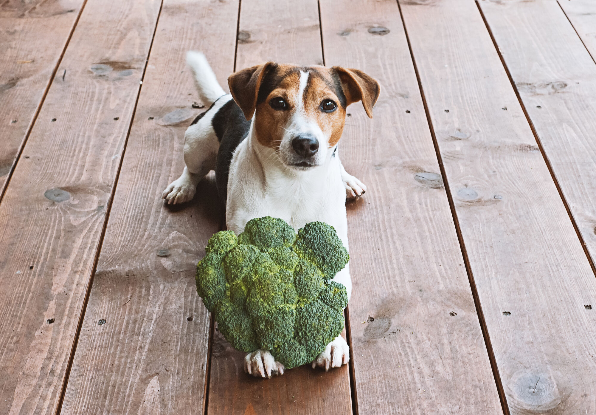 Jack Russell dog sitting calmly with a large crown of broccoli in between his front feet.