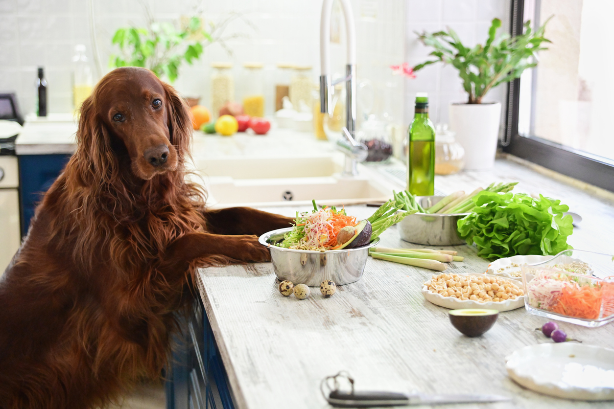 Irish setter with paws on the counter leaning over a bowl of fresh whole food