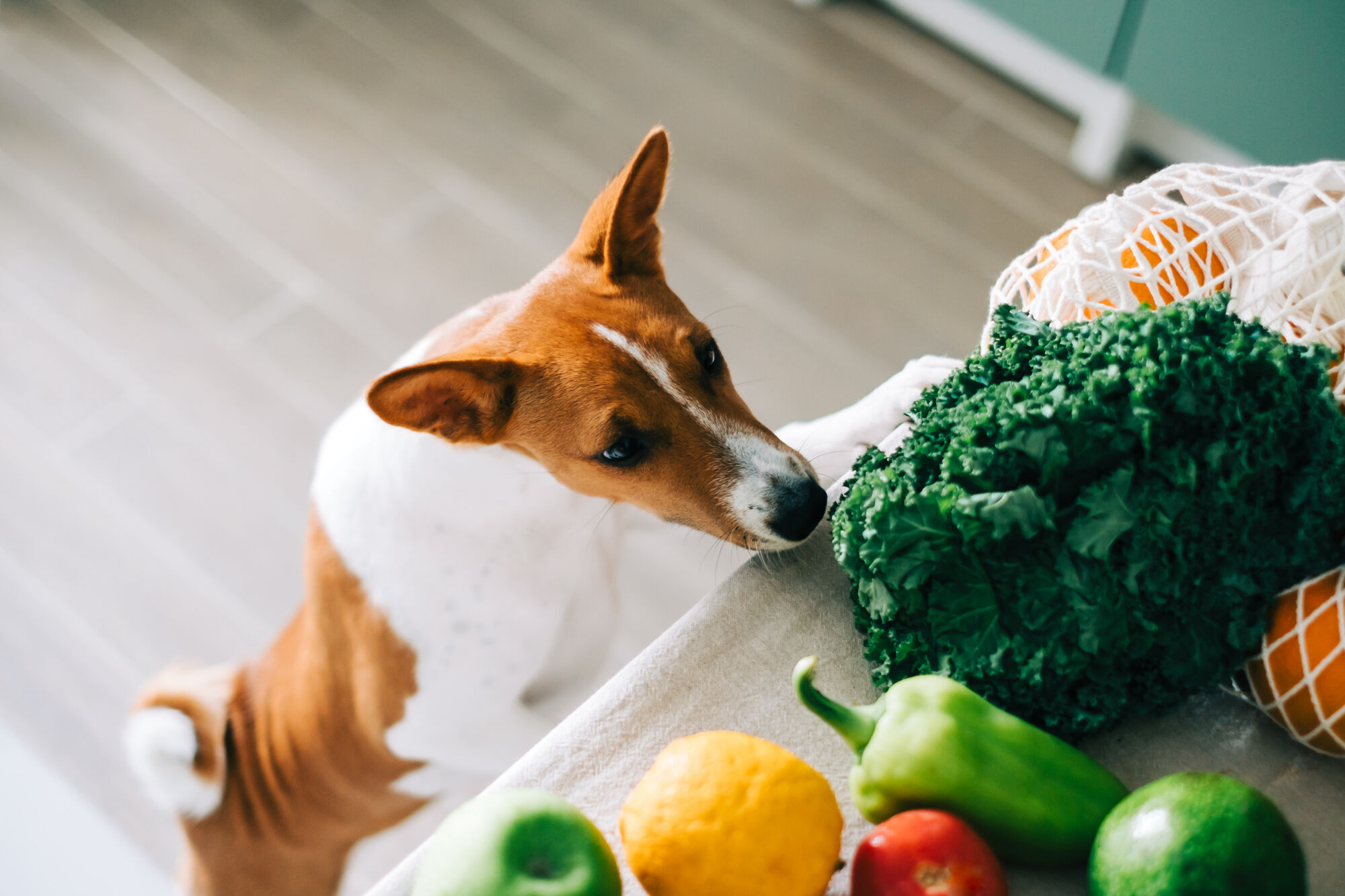 Dog eating vegetables from kitchen counter