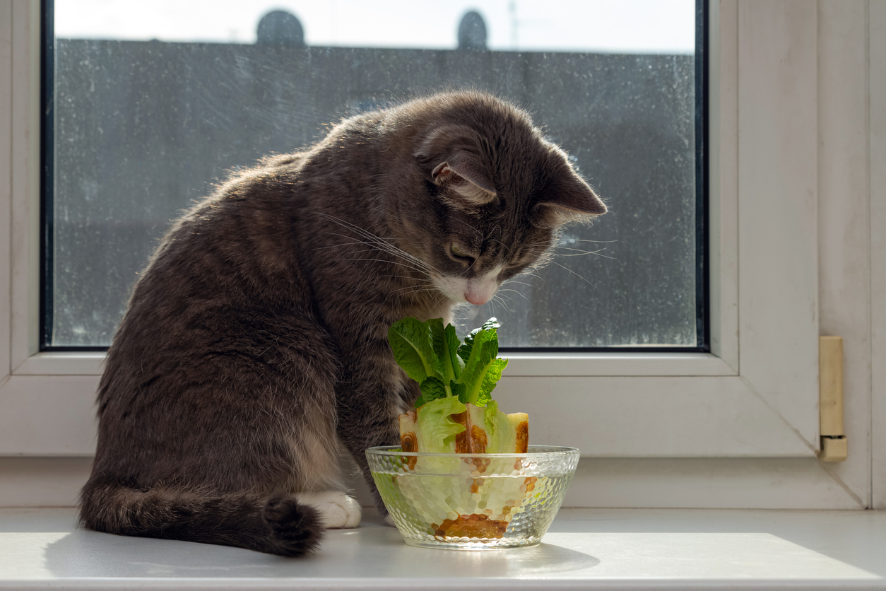 Cat sniffing the top of a baby lettuce being sprouted by the window sill