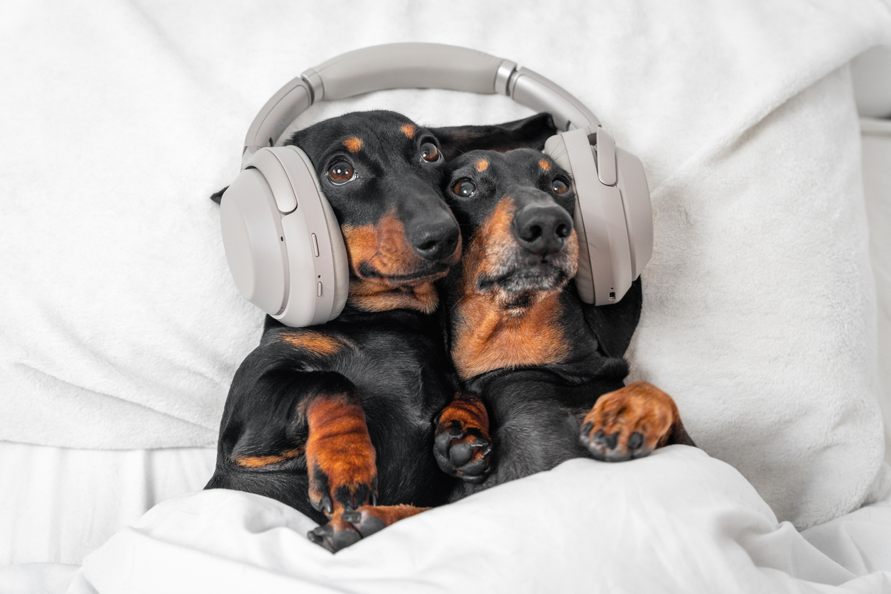 Two cute dachshunds lie in embrace on bed with their heads on pillow and listen to music, interesting podcast or bedtime story using modern wireless headphones