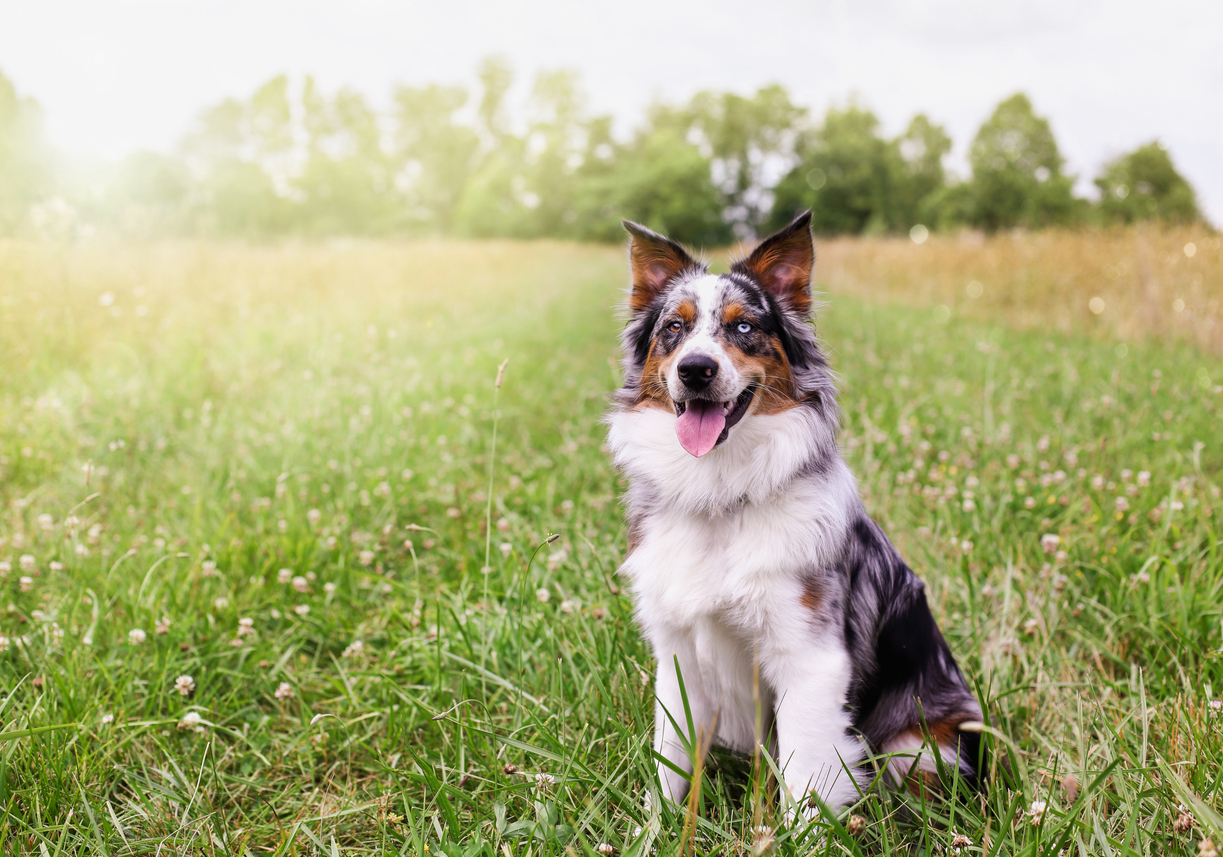 Happy Australian Shepard Sitting in a Green Field