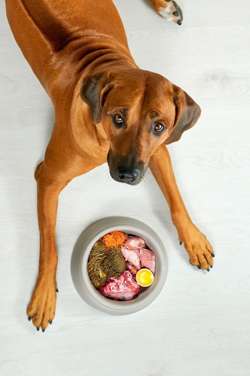 Happy Ridgeback sitting in front of a bown full of fresh raw foodlooking up at the camera