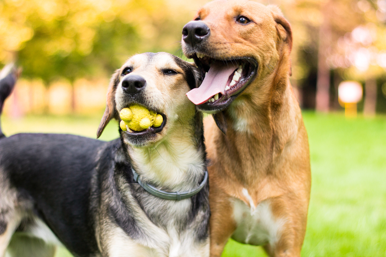 Two best dog friends playing in a green park