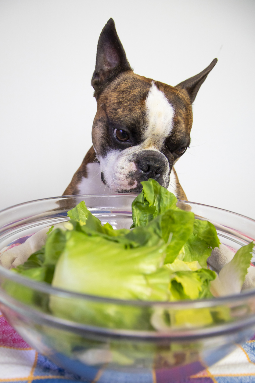 Boston Terrier dog looks at salad stock photo