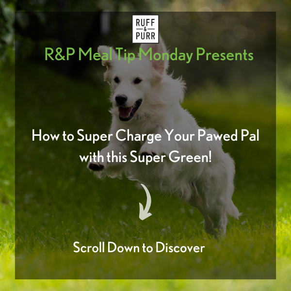 White retriever jumping through the air in a grassy field.