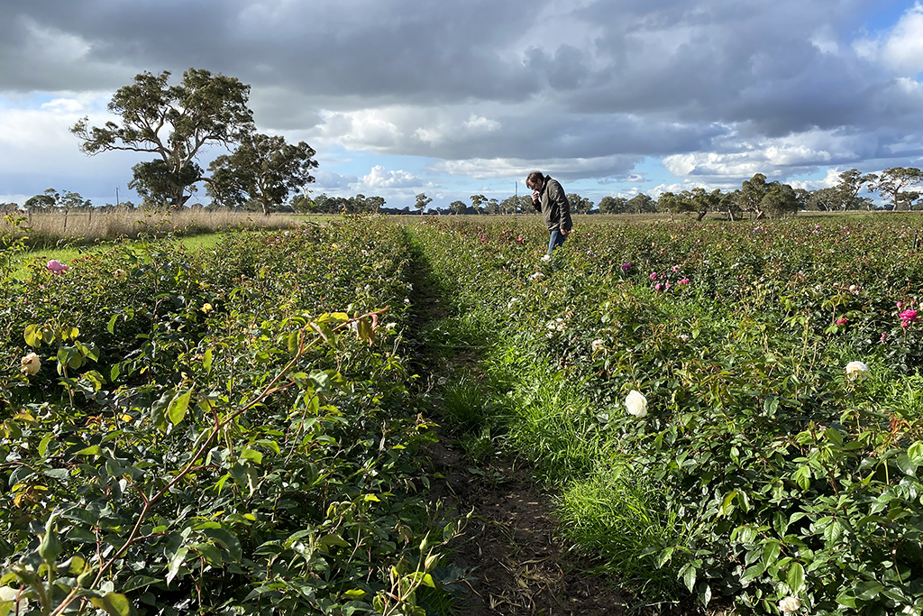 Checking yearlins growing in the field