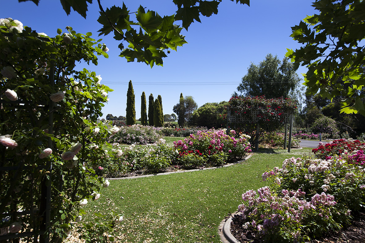 Balnaves rose garden in Coonawarra