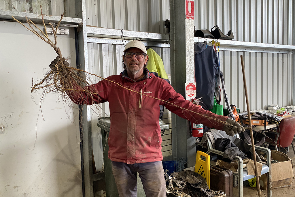 bRIAN SHOWING BARE ROOT ROSES' LONG ROOTS