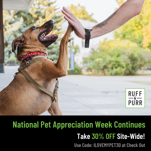 Ridgeback dog sitting and giving a human a high five