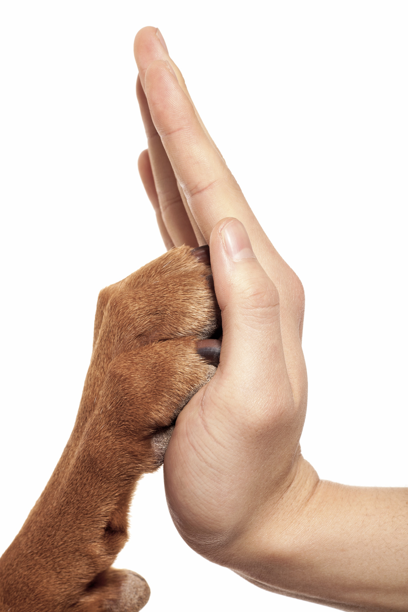 dog paw and human hand embracing in a high five