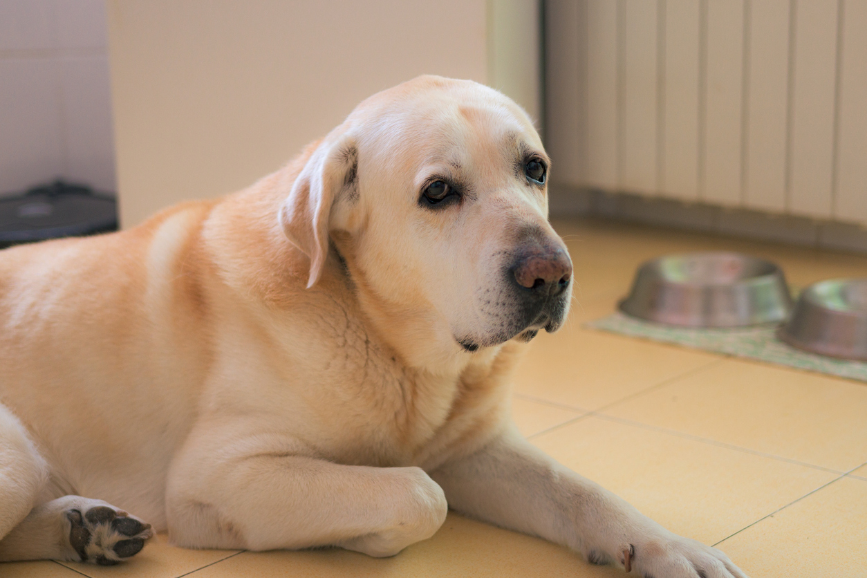 Big yellow lab sitting on a floor looking a bit sad