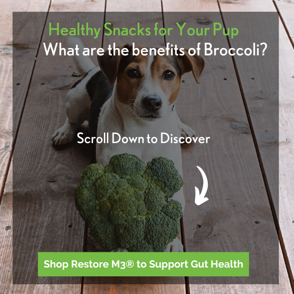 Jack Russell Terrier sitting with a head of broccoli