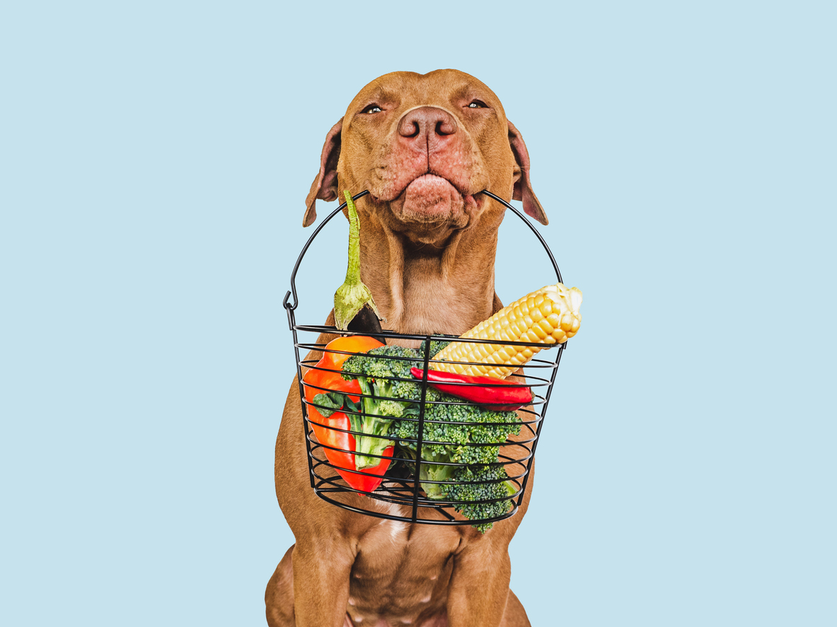 Red mastiff dog holding a baskey of vegetables in their mouth