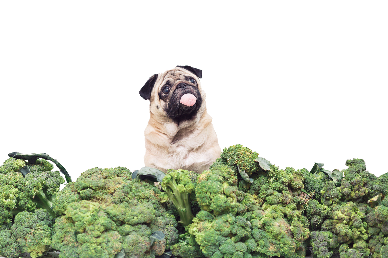 Pug sitting ontop of a pile of raw broccoli crowns