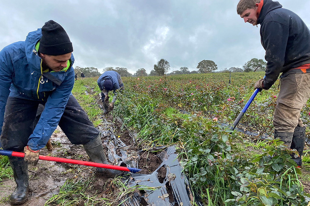 Hand spading rose plants