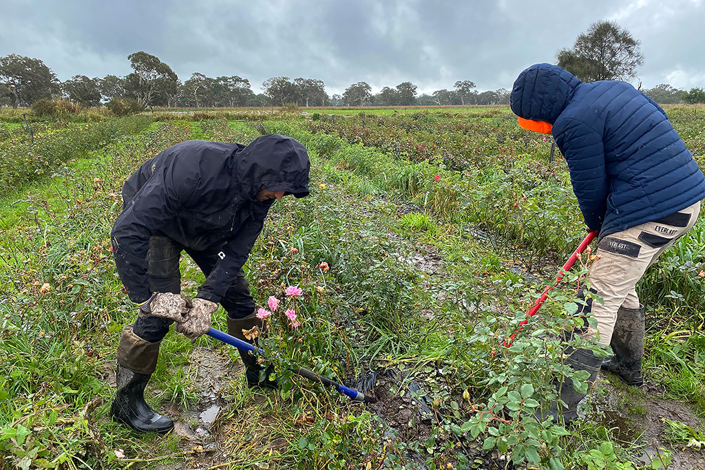 hand spading rose plants