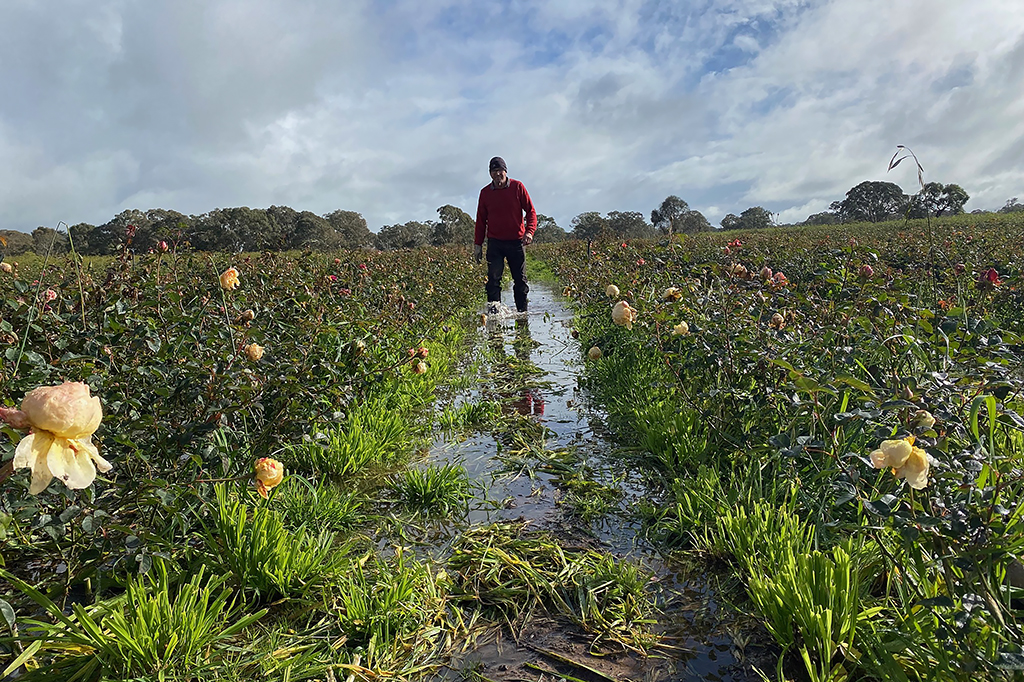 Floods in the field after heavy rain