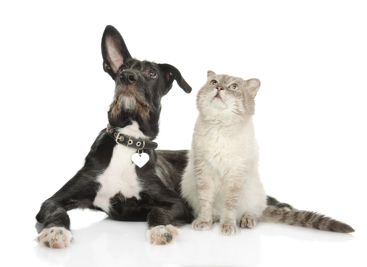 dog and cat sitting looking up with ears pricked