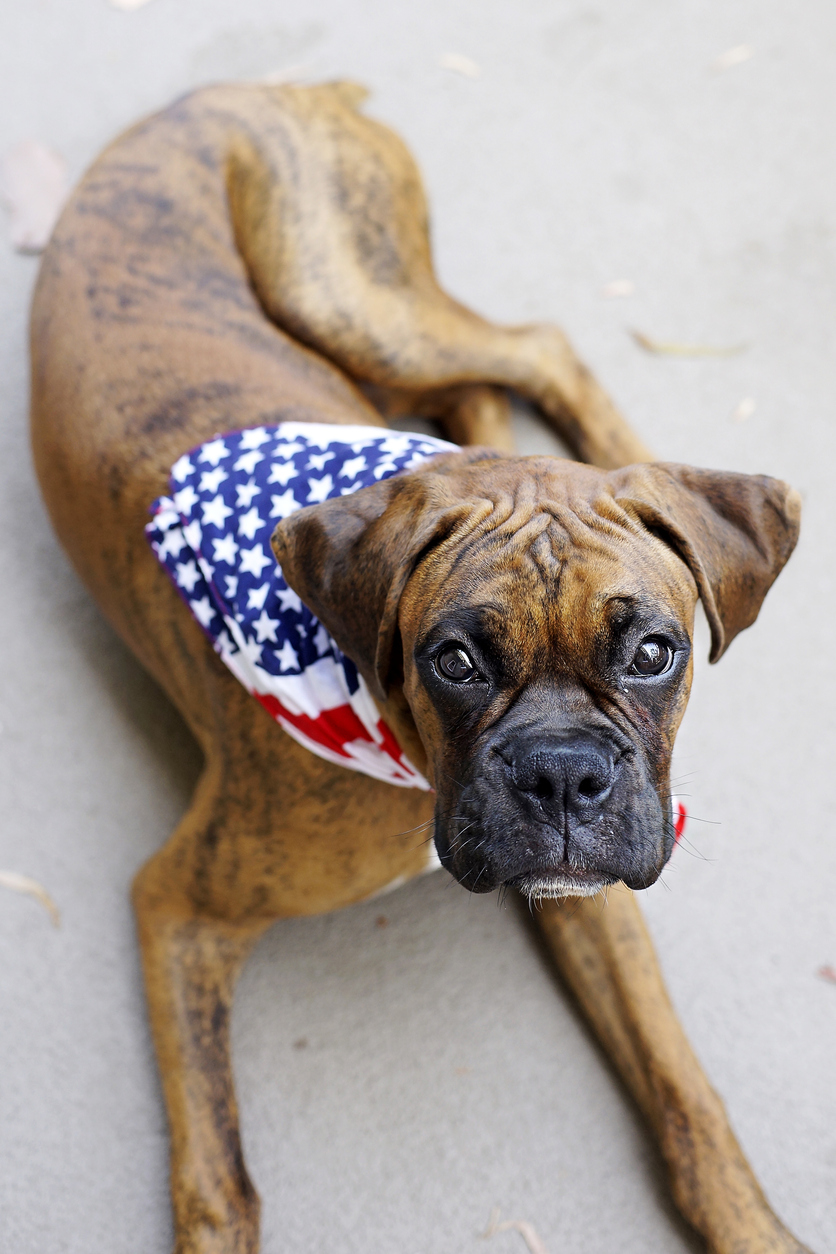 Brindle Boxer wearing an American flag bandana around its neck looking up lovingly at the camera