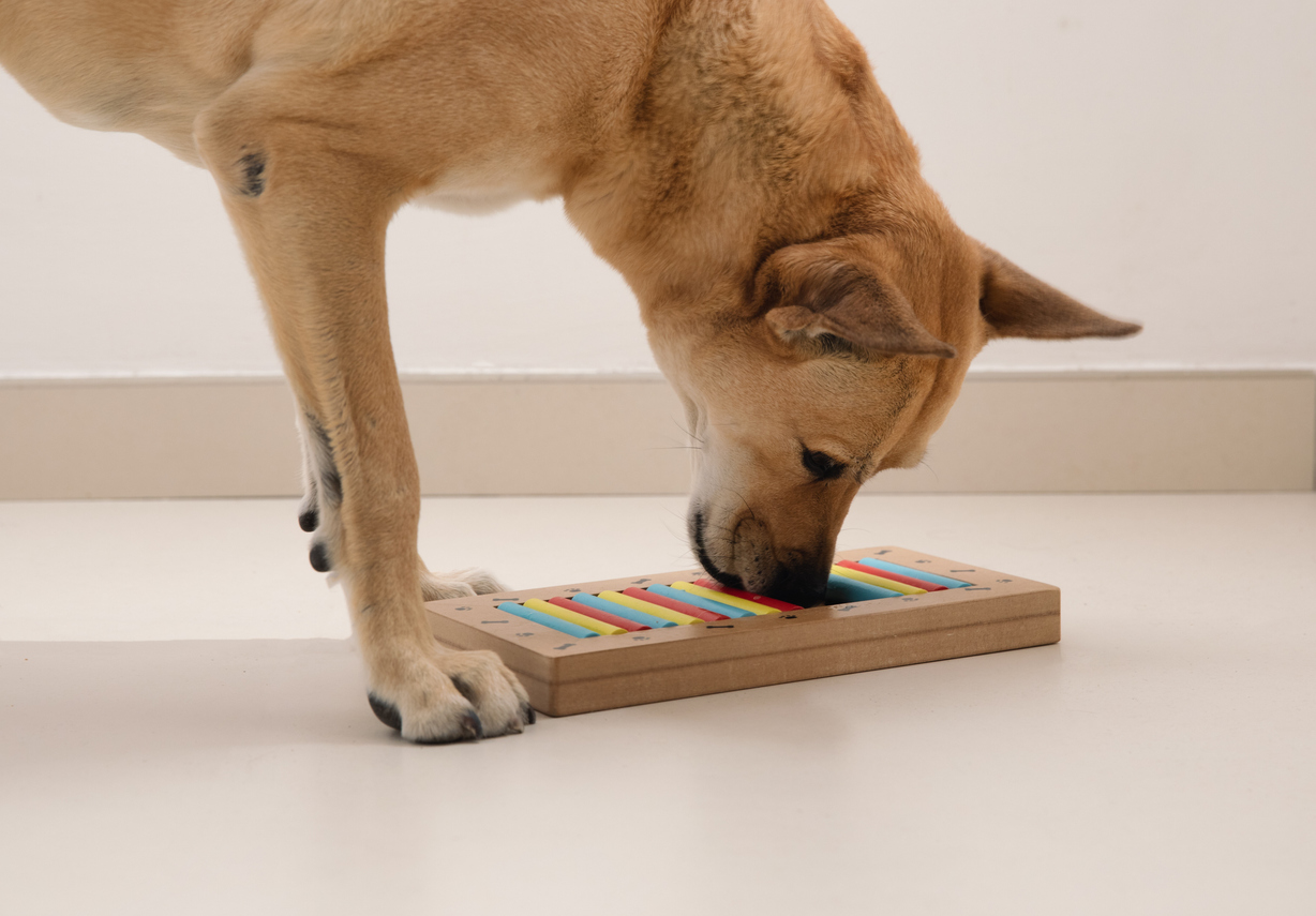 shiba inu dog playing with puzzle toy