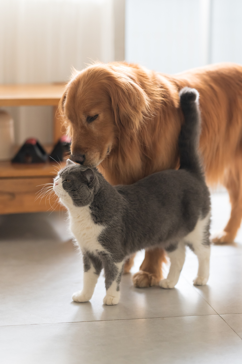 golden retreiver and grey and white cat being affectionare