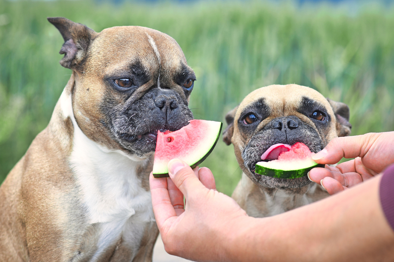 Two French Bull Dogs eating a slice of watermelon