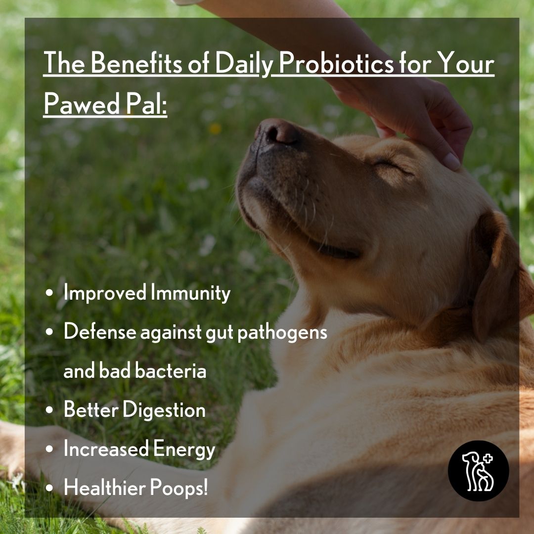 image detailing the benefits of probiotics for dogs