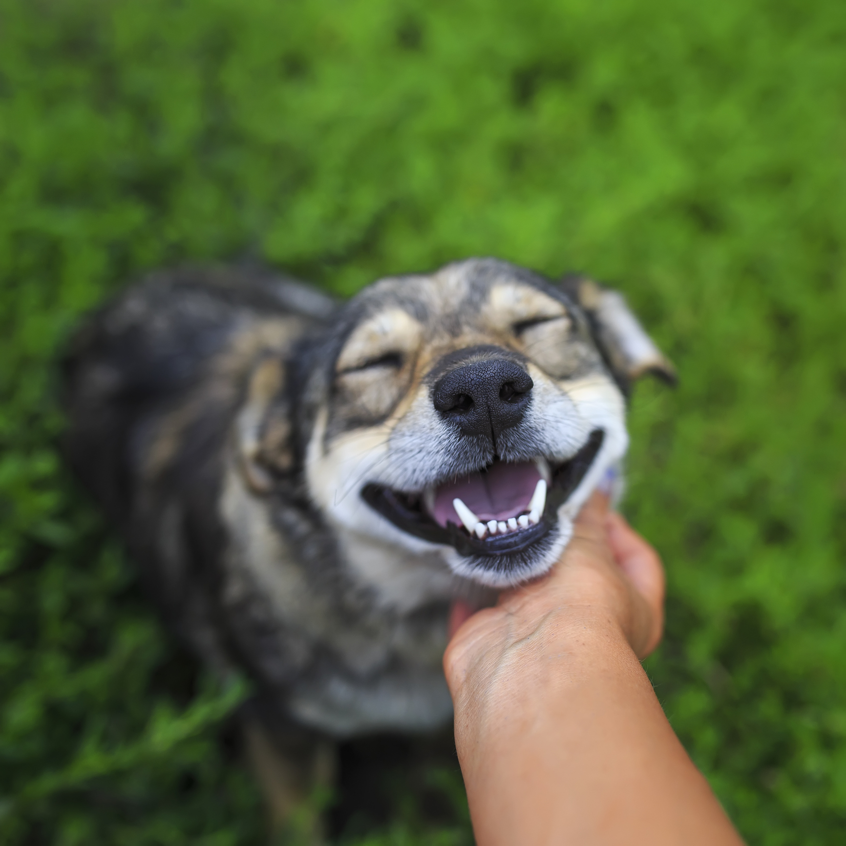 dog having its chin scratched