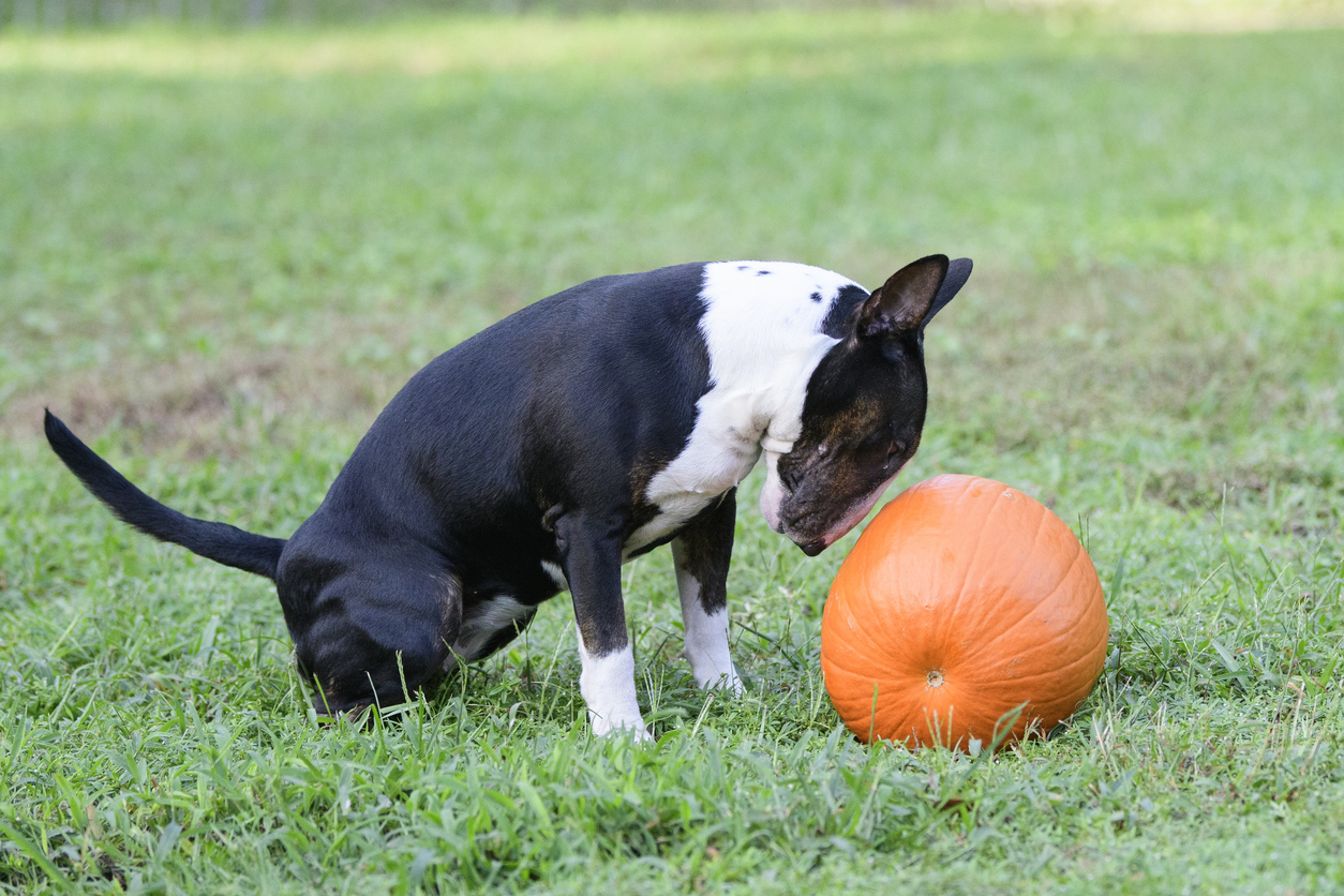 Staffordshire terrier putting their head up to a pumpkin in a green field