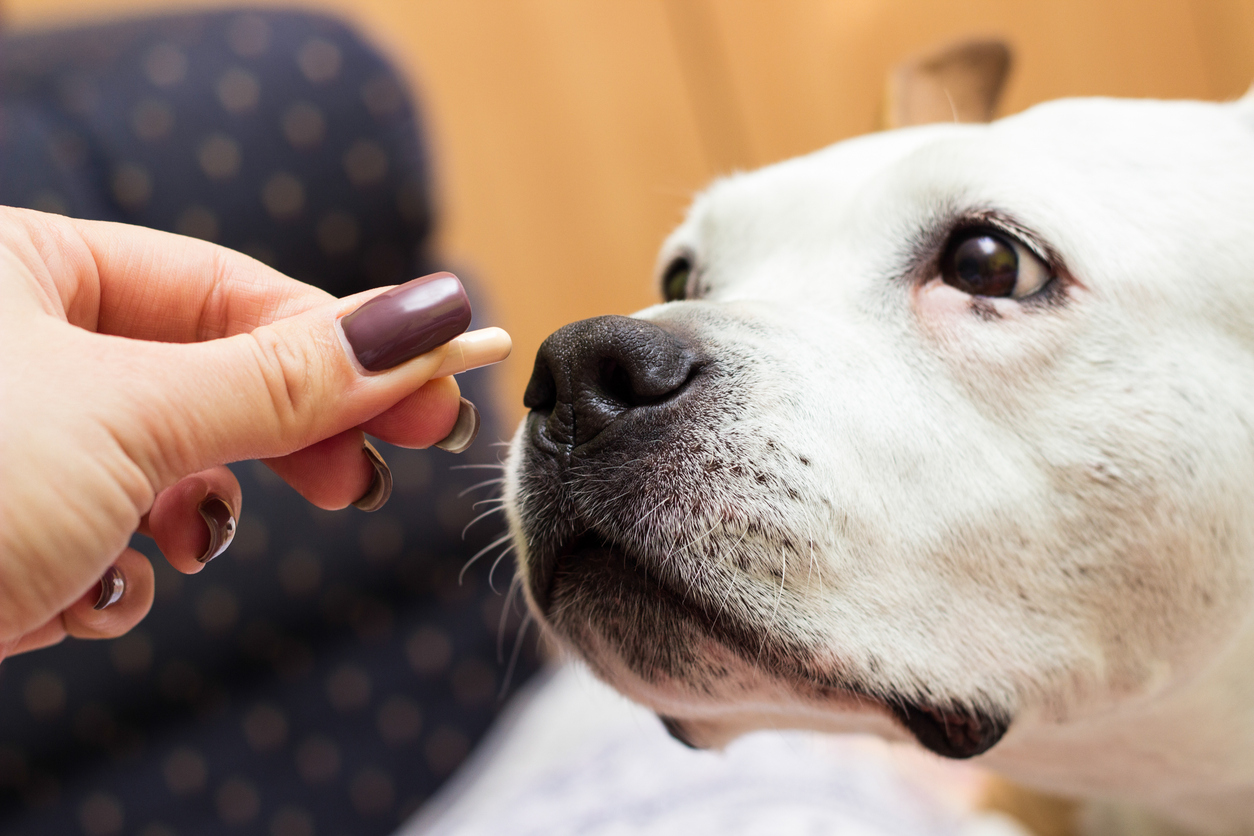 American bulldog mix looking at their owner's hand who is holding a dietary supplement capsule