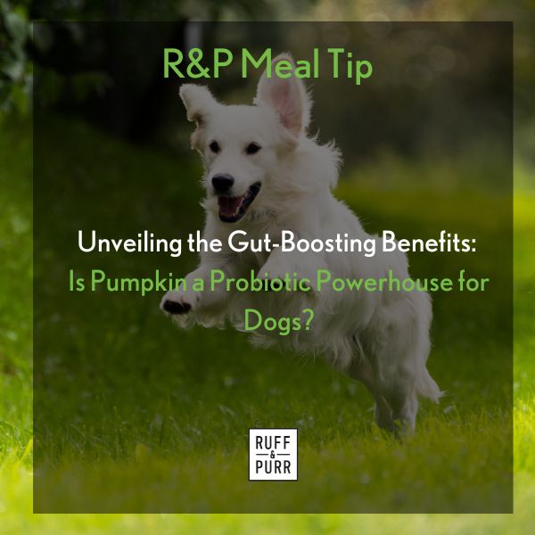 White Golden Retreiver Jumping through a grassy field