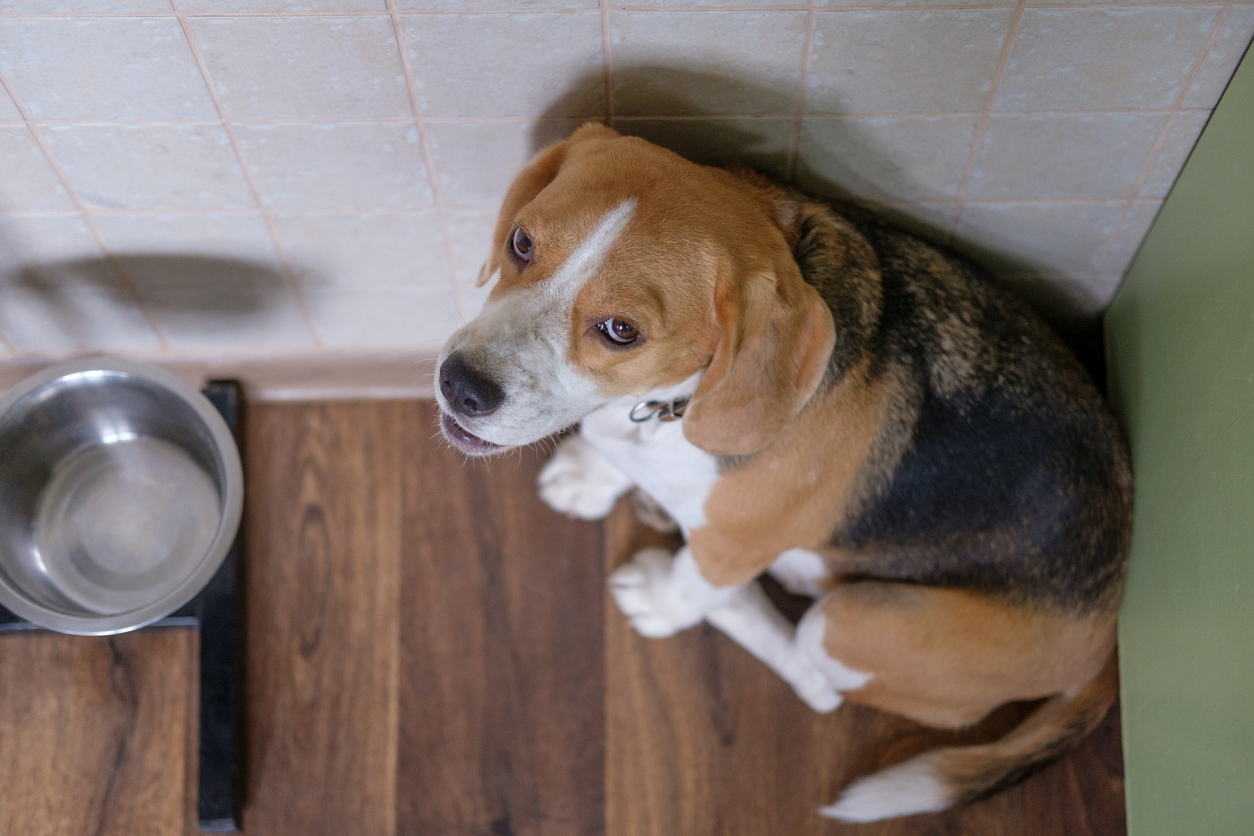 Beagle dog waits for food near the bowl