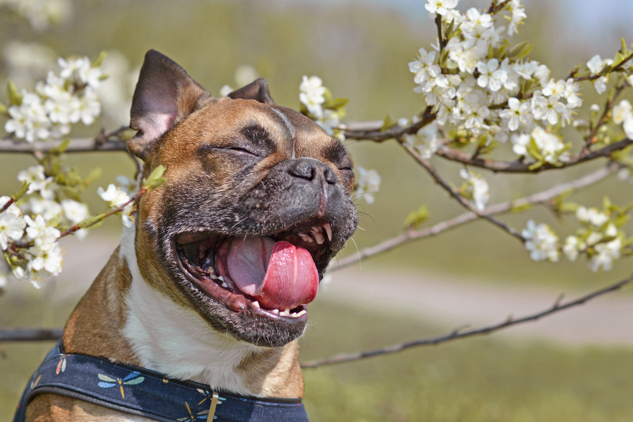 Yawning brown French Bulldog dog with mouth white open and tongue and teeth showing in front of white spring flowers blooming on apple tree stock photo