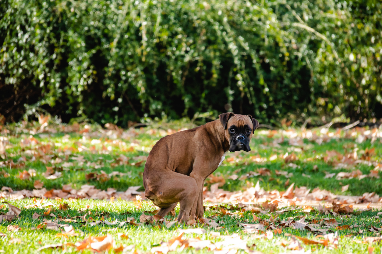 Boxer taking a poop in a grassy field