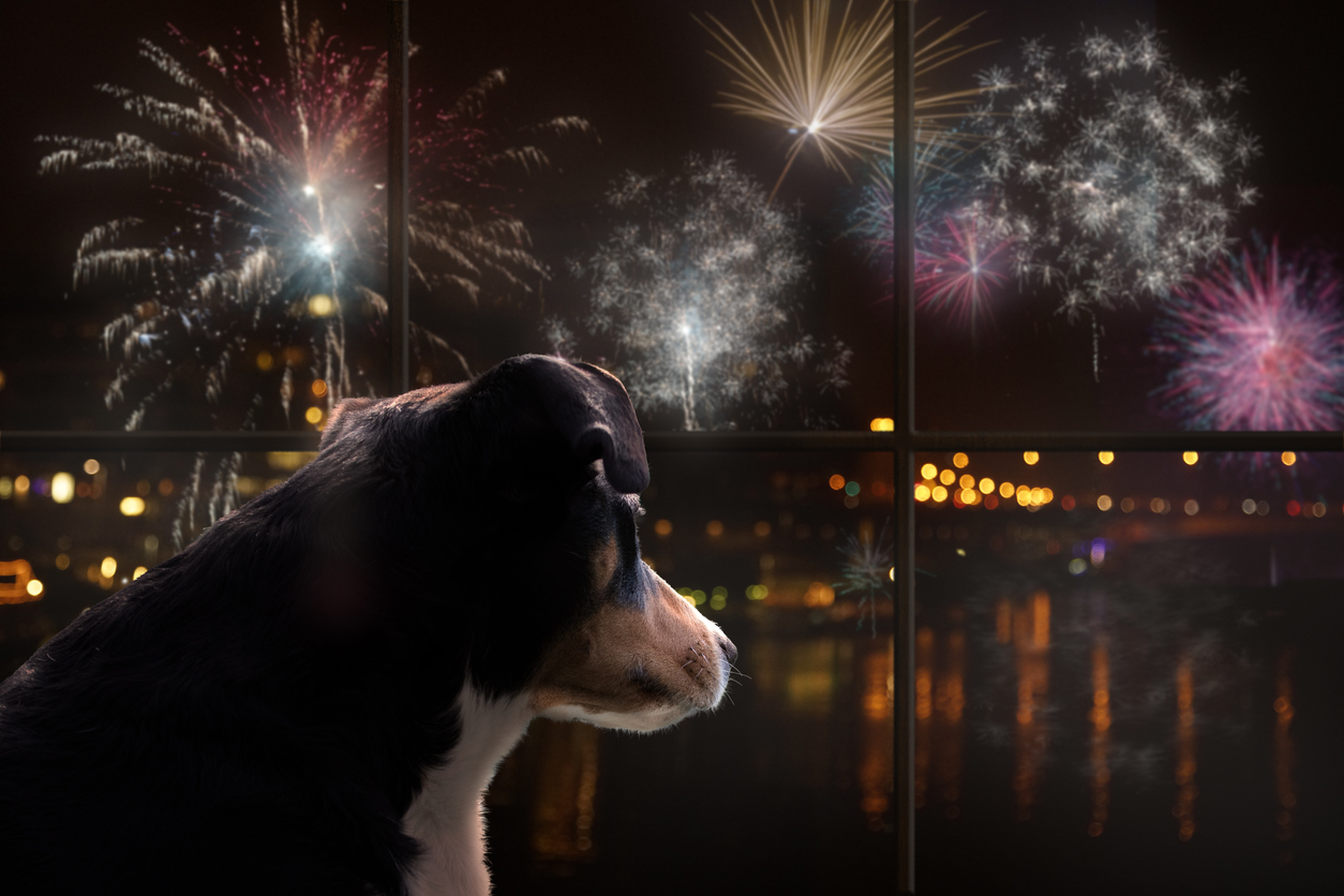 image of dog looking out the window at fireworks