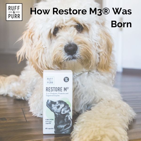 Doodle dog sitting with bottle of Restore M3®