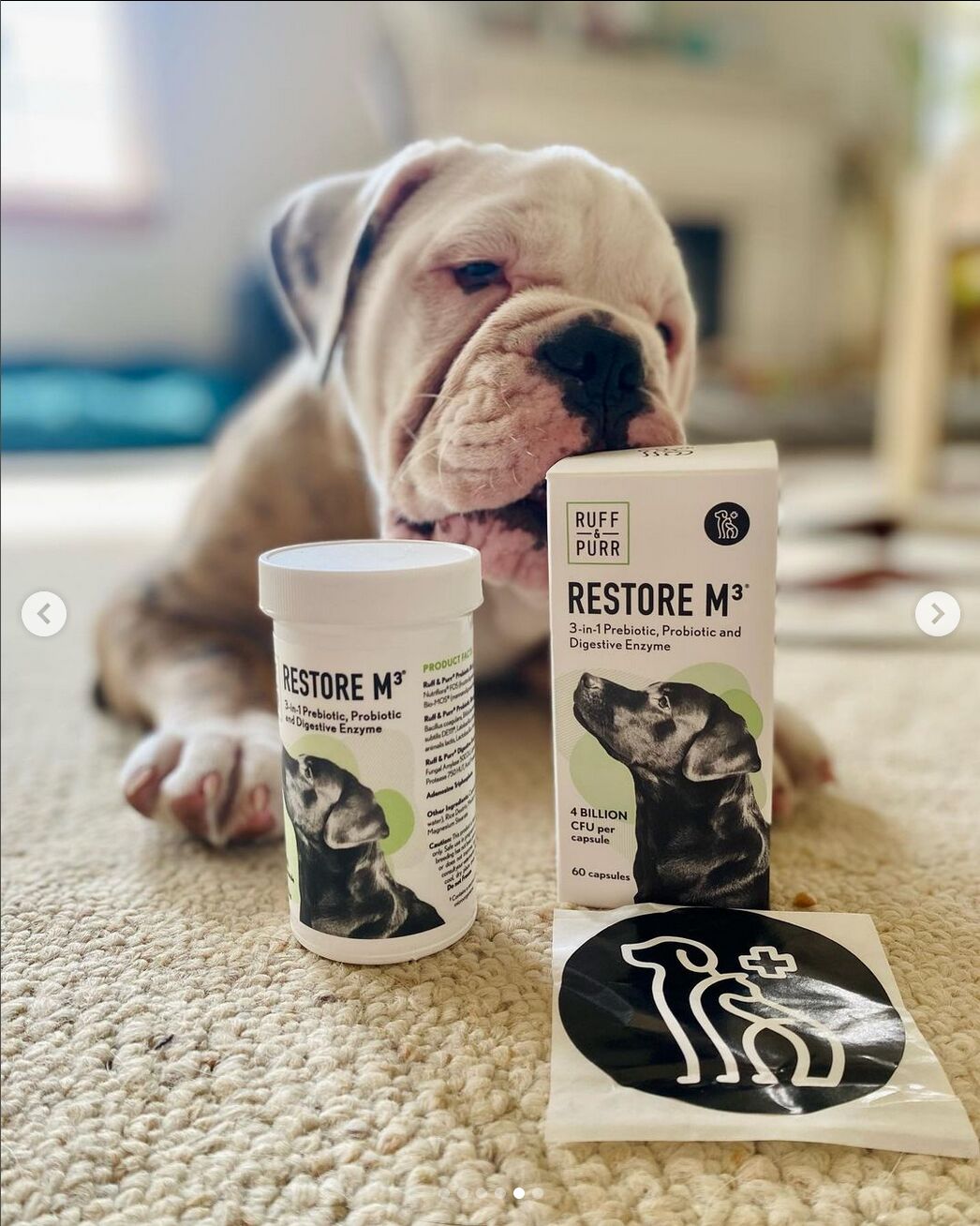 English Bull Dog sitting with bottle of Restore M3®