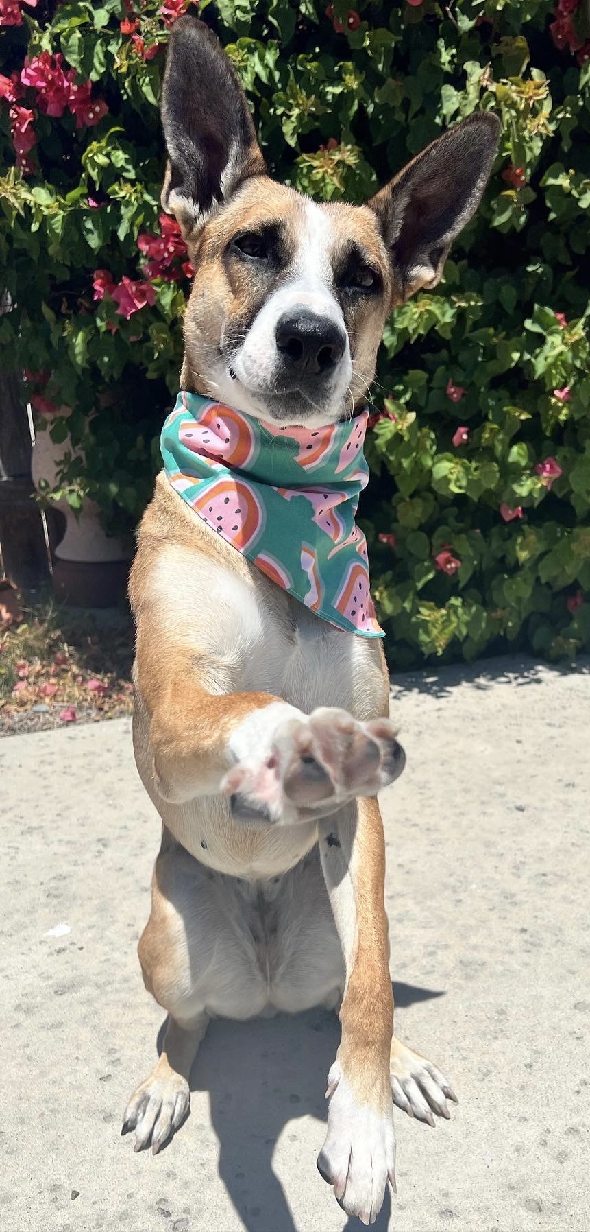 Shepard mix giving the camera a high five