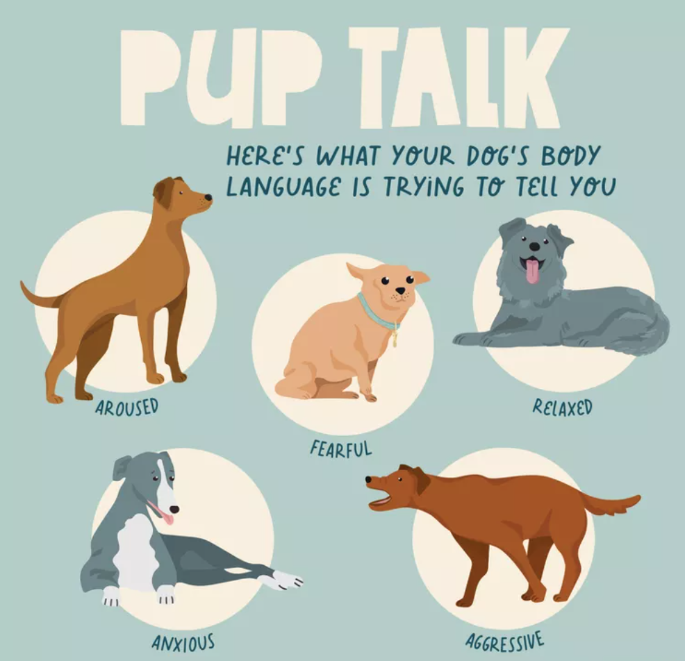 diagram of of different dog behaviors: aroused, fearful, relaxed, anxious and aggressive