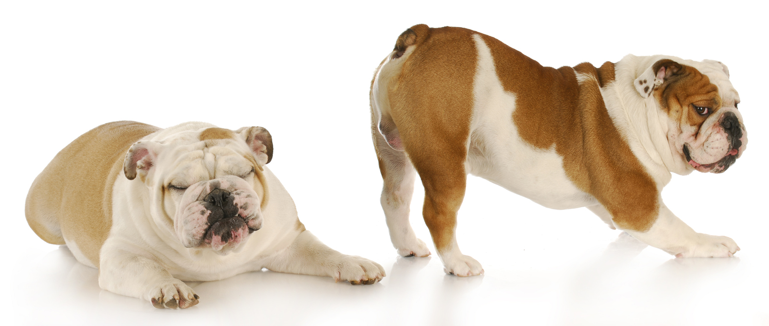 One English Bull Dog playfully pointing it's Butt towards anothe ron the ground lying down