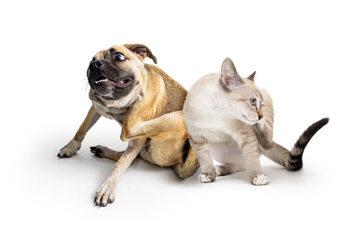 A pug and white shorthaired tabby cat sitting and itching